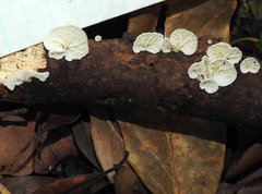 Campanella junghuhnii