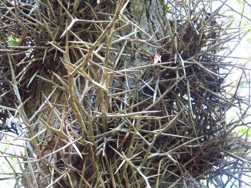 Image of Espina De Corona (Gleditsia amorphoides) by (c) Leonel Roget, some rights reserved (CC BY)