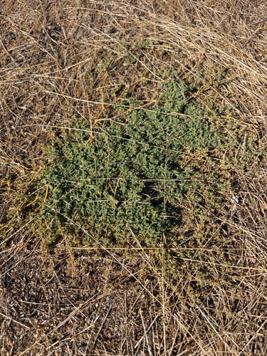 Euphorbia glyptosperma observed 2026-09-10