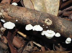 Campanella junghuhnii