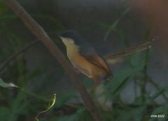 Prinia socialis