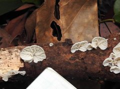 Campanella junghuhnii