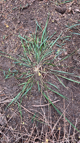 Eragrostis brownii observed 2026-09-11