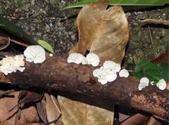 Campanella junghuhnii