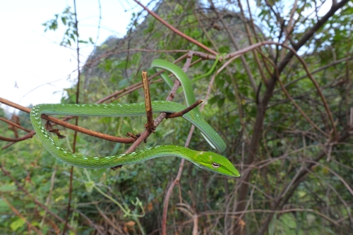 Oriental Whipsnake
