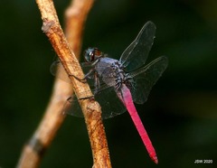 Orthetrum pruinosum