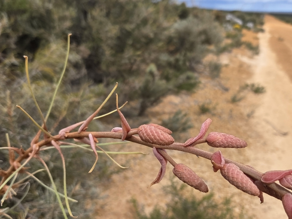 Grevillea leucopteris; photograph (c) Chantel McWilliam, some rights reserved (CC BY)
