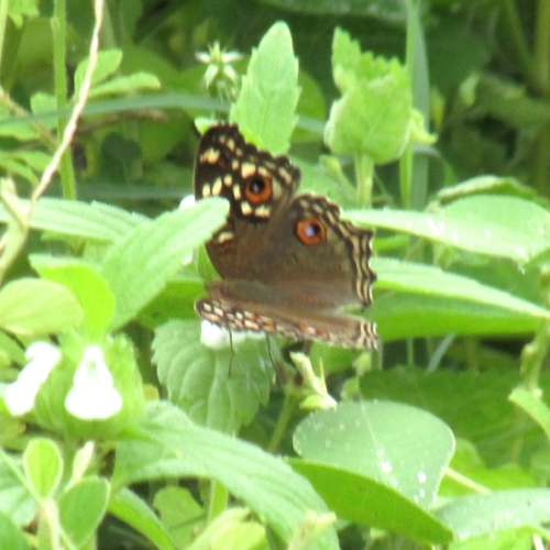 Lemon Pansy