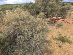 (c) Chantel McWilliam, some rights reserved (CC BY) Grevillea leucopteris, photograph (c) Chantel McWilliam, some rights reserved (CC BY)