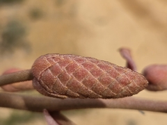 (c) Chantel McWilliam, some rights reserved (CC BY) Grevillea leucopteris, photograph (c) Chantel McWilliam, some rights reserved (CC BY)