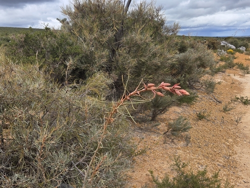 Grevillea leucopteris, photograph 3
