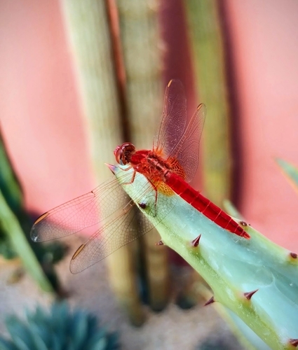 Broad Scarlet
