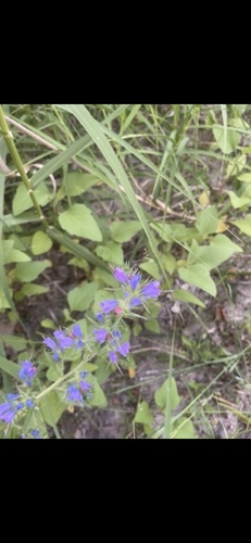 viper's-bugloss
