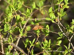 Metarranthis obfirmaria