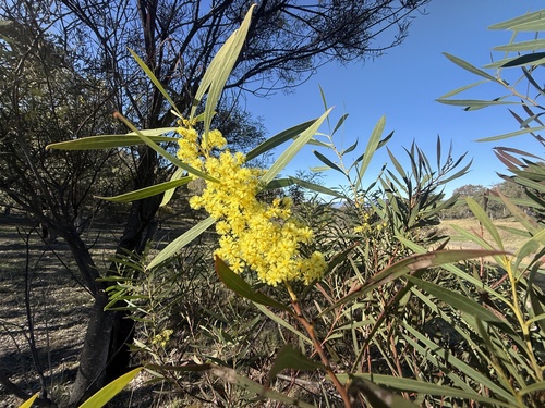 Acacia rubida, 2026-09-06