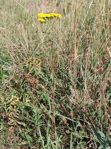 tansy
