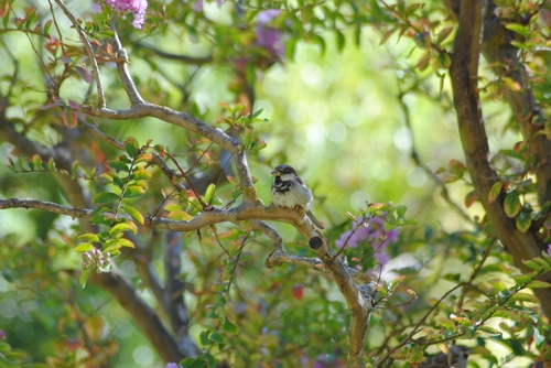 House Sparrow