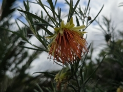 Diplolaena angustifolia
