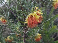 Diplolaena angustifolia, photograph (c) Chantel McWilliam, some rights reserved (CC BY)