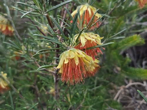 Diplolaena angustifolia, photograph 2