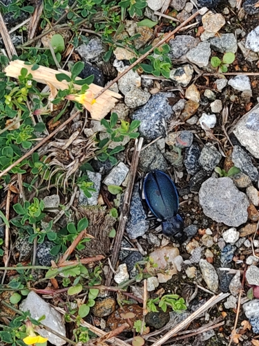Carabus scheidleri scheidleri