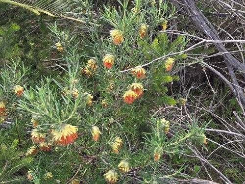 Diplolaena angustifolia, photograph 4