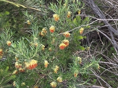 Diplolaena angustifolia, photograph (c) Chantel McWilliam, some rights reserved (CC BY)
