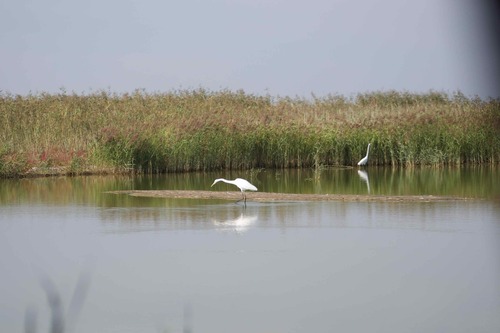 Great Egret