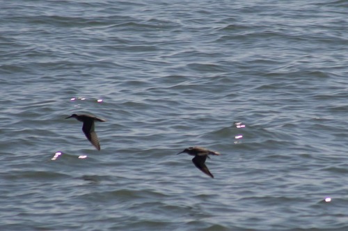Grey-tailed Tattler