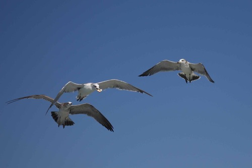 Black-tailed Gull