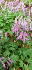 Corydalis solida