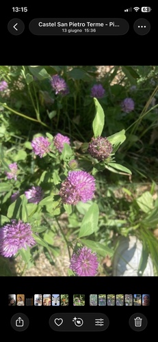 Red Clover