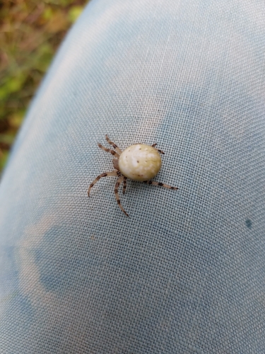 Four-spot Orbweaver