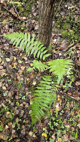 male fern
