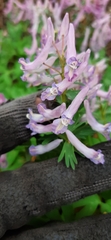 Corydalis solida
