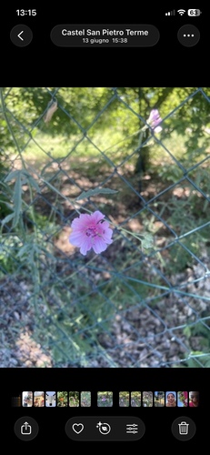 Hemp-leaved Mallow