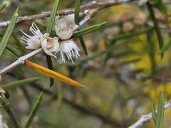 Hypocalymma angustifolium