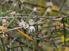 Hypocalymma angustifolium, photograph (c) Chantel McWilliam, some rights reserved (CC BY)