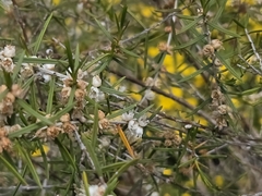 Hypocalymma angustifolium, photograph (c) Chantel McWilliam, some rights reserved (CC BY)