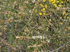 Hypocalymma angustifolium, photograph (c) Chantel McWilliam, some rights reserved (CC BY)