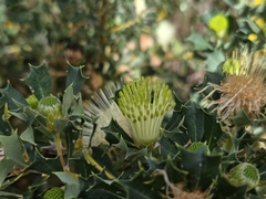 Banksia sessilis, photograph (c) Chantel McWilliam, some rights reserved (CC BY)
