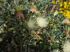 Banksia sessilis, photograph (c) Chantel McWilliam, some rights reserved (CC BY)