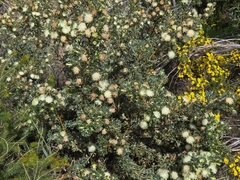 Banksia sessilis, photograph (c) Chantel McWilliam, some rights reserved (CC BY)