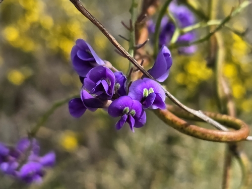 Hardenbergia comptoniana, photograph 2
