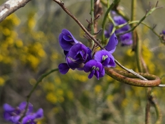 Hardenbergia comptoniana, photograph (c) Chantel McWilliam, some rights reserved (CC BY)