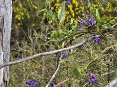 Hardenbergia comptoniana, photograph (c) Chantel McWilliam, some rights reserved (CC BY)
