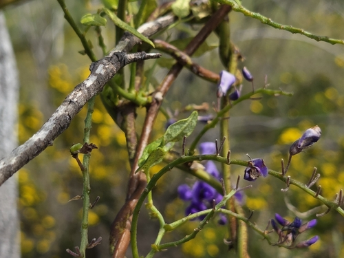 Hardenbergia comptoniana, photograph 5