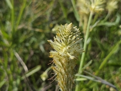 Ptilotus polystachyus