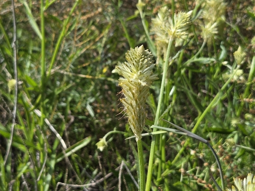 Ptilotus polystachyus, photograph 1