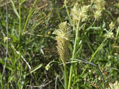 Ptilotus polystachyus, photograph (c) Chantel McWilliam, some rights reserved (CC BY)
